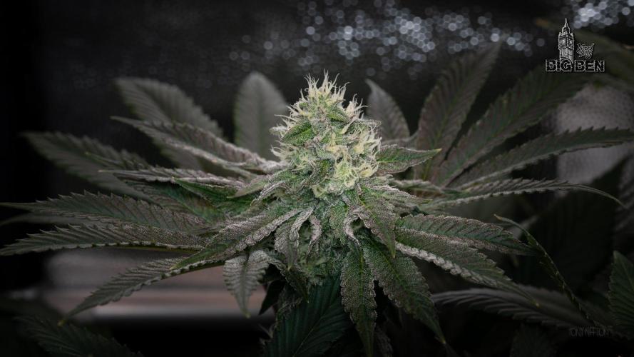 Wizard Paradise. Week 10