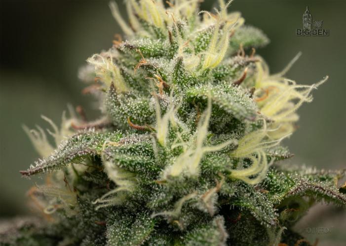 Wizard Paradise. Week 10