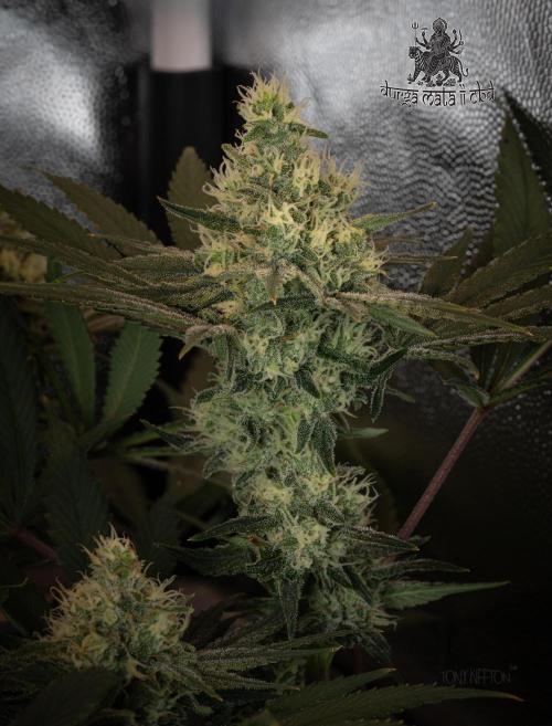 Wizard Paradise. Week 11