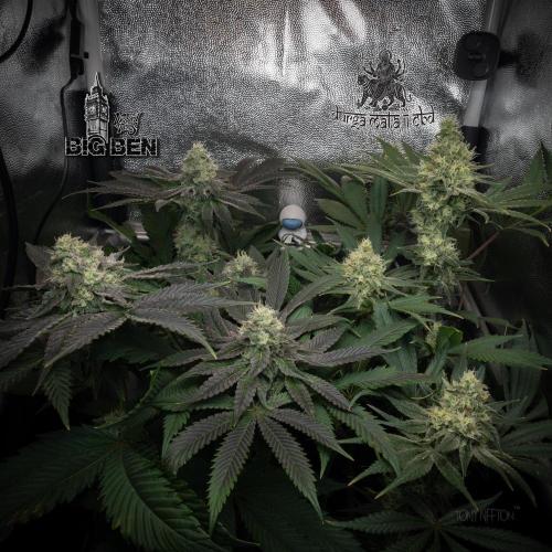 Wizard Paradise. Week 11