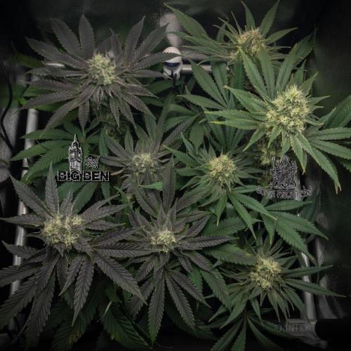Wizard Paradise. Week 11