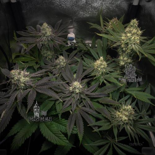 Wizard Paradise. Week 11