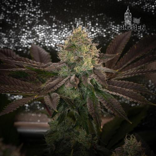 Wizard Paradise. Week 12