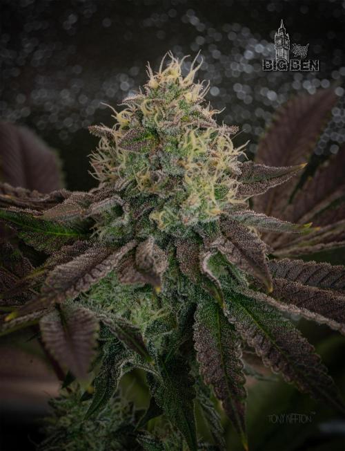 Paradise Seeds - Durga Mata II CBD by tony_kiffton
