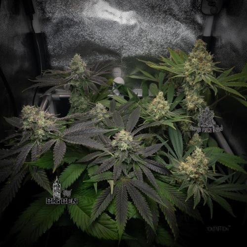 Wizard Paradise. Week 12