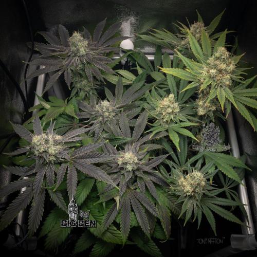Wizard Paradise. Week 12