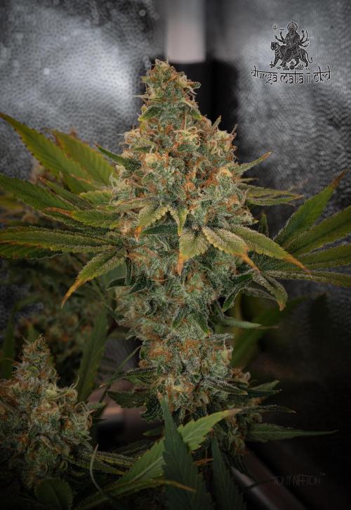 Wizard Paradise. Week 12