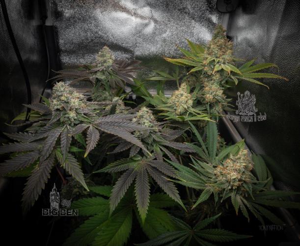 Wizard Paradise. Week 12