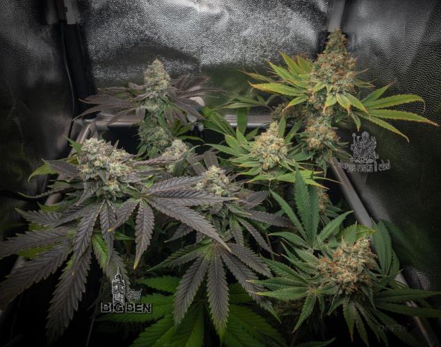 Wizard Paradise. Week 13