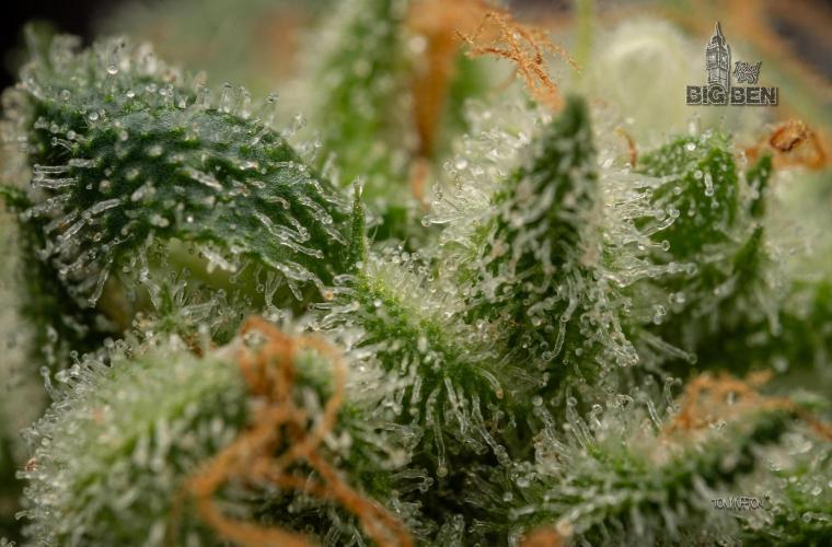 Wizard Paradise. Week 13