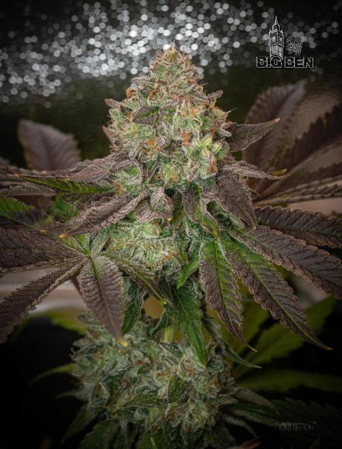 Wizard Paradise. Week 13