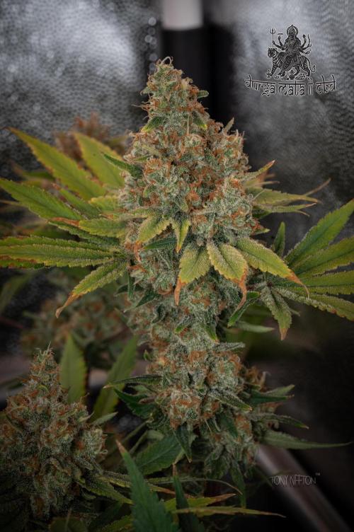 Wizard Paradise. Week 13
