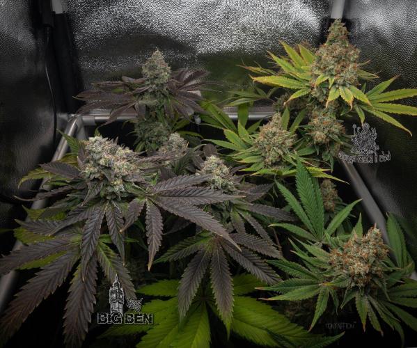 Wizard Paradise. Week 13