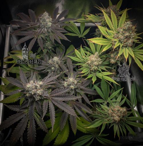 Wizard Paradise. Week 13