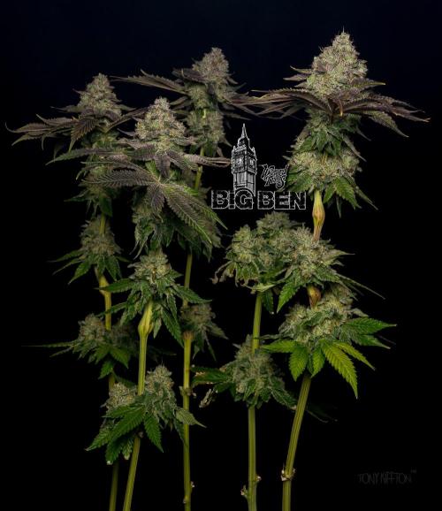Wizard Paradise. Week 13