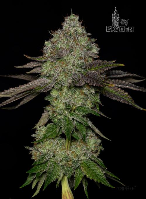 Wizard Paradise. Week 13