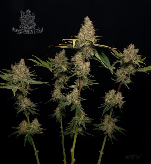 Wizard Paradise. Week 13