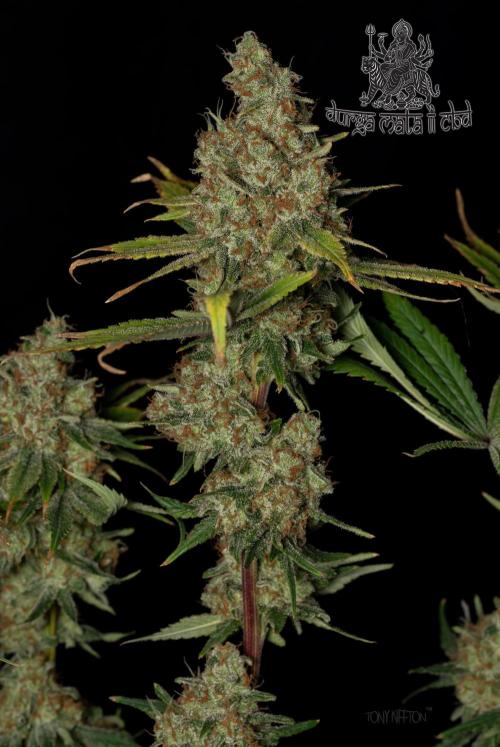 Wizard Paradise. Week 13