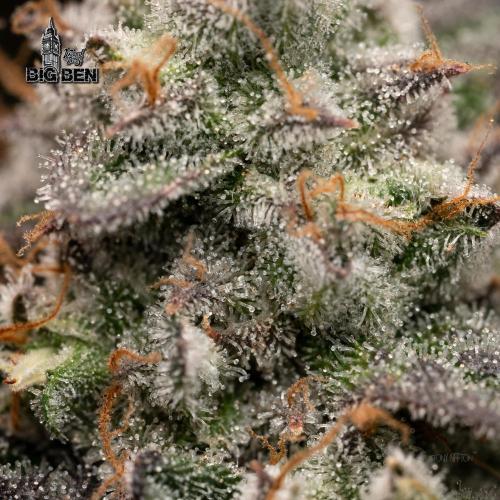 Wizard Paradise. Week 13