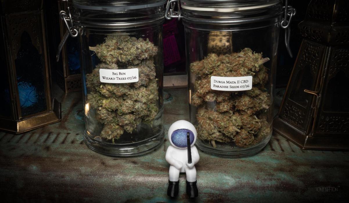 Wizard Paradise. Week 14
