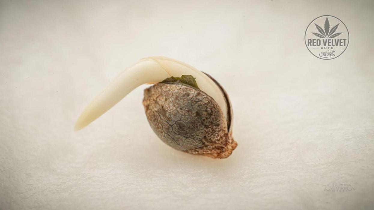 Red Velvet Auto - Paradise Seeds. Week 0