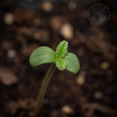 Red Velvet Auto - Paradise Seeds. Week 1