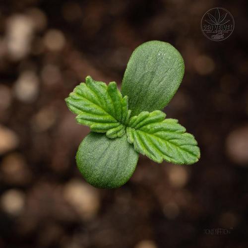 Red Velvet Auto - Paradise Seeds. Week 1