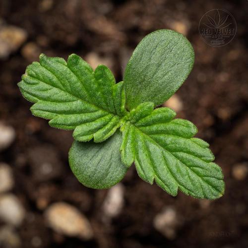 Red Velvet Auto - Paradise Seeds. Week 1