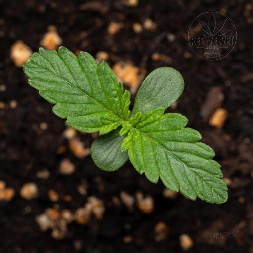Red Velvet Auto - Paradise Seeds. Week 1