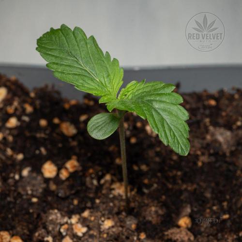 Red Velvet Auto - Paradise Seeds. Week 2