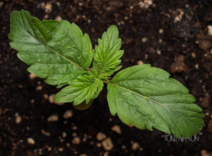 Red Velvet Auto. Week 2