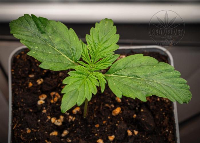 Red Velvet Auto. Week 2