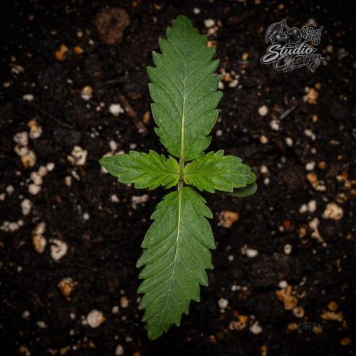 Studio Cherry - Wizard Trees. Week 1
