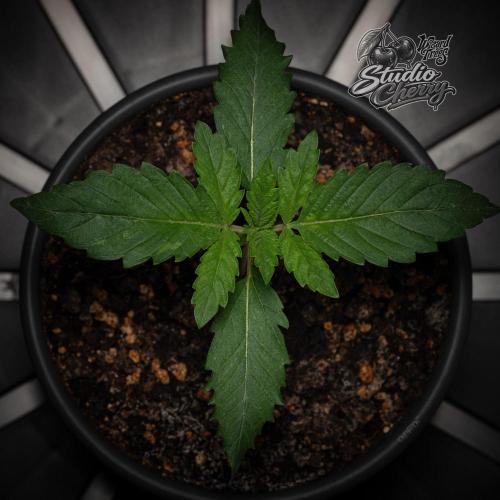 Studio Cherry - Wizard Trees. Week 2