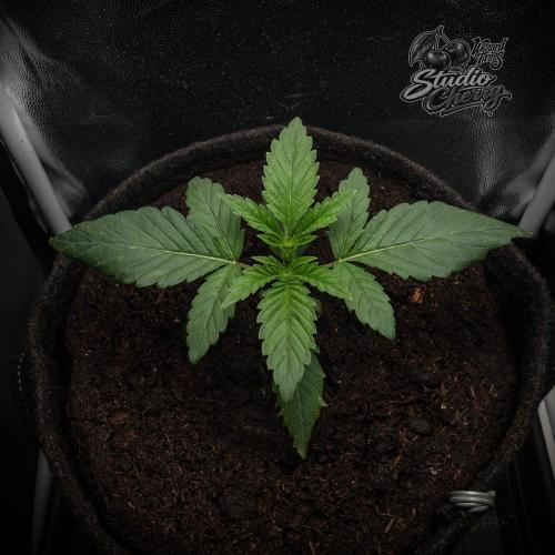 Studio Cherry - Wizard Trees. Week 2