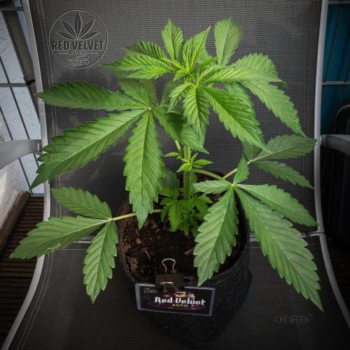 Red Velvet Auto - Paradise Seeds. Week 4