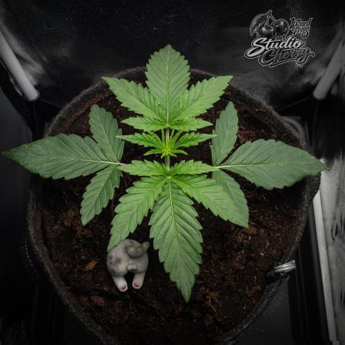 Studio Cherry - Wizard Trees. Week 2
