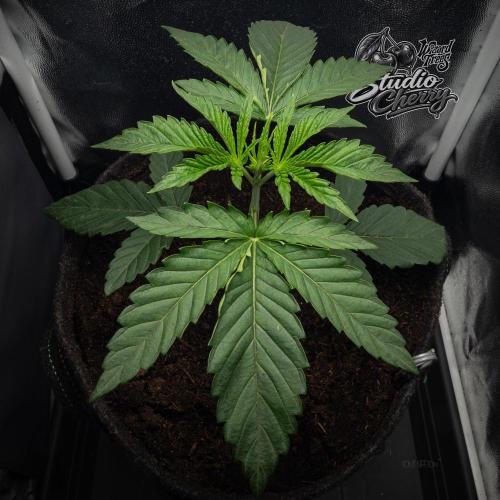 Studio Cherry - Wizard Trees. Week 3