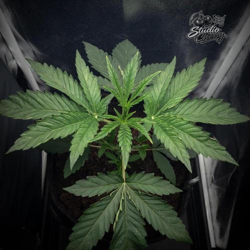 Studio Cherry - Wizard Trees. Week 3