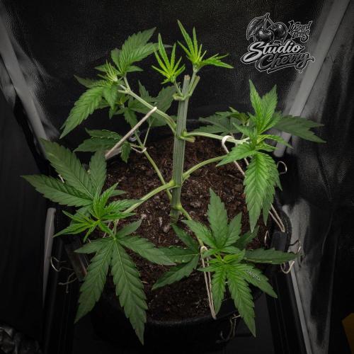 Studio Cherry. Week 4