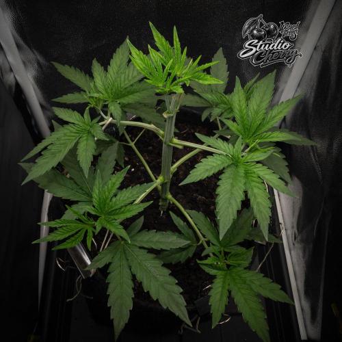 Studio Cherry - Wizard Trees. Week 4