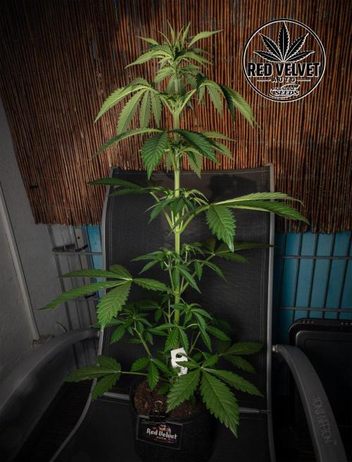 Red Velvet Auto - Paradise Seeds. Week 5