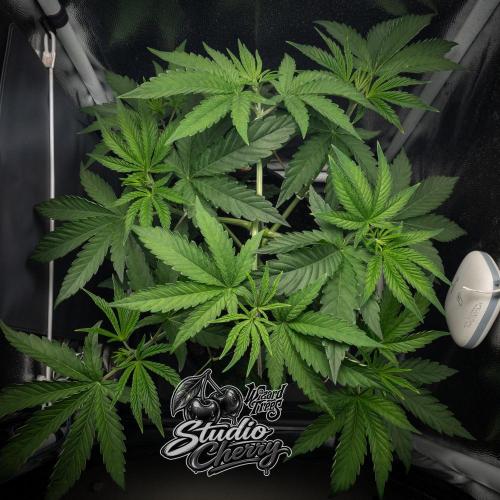 Studio Cherry - Wizard Trees. Week 4