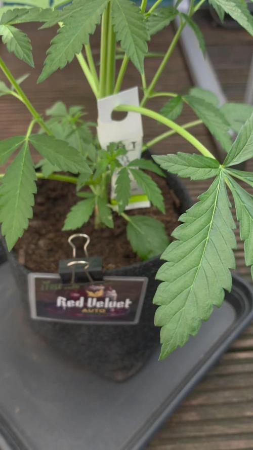 Red Velvet Auto - Paradise Seeds