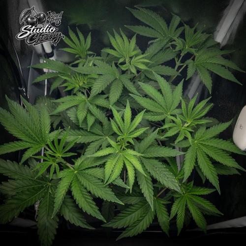 Studio Cherry - Wizard Trees. Week 5