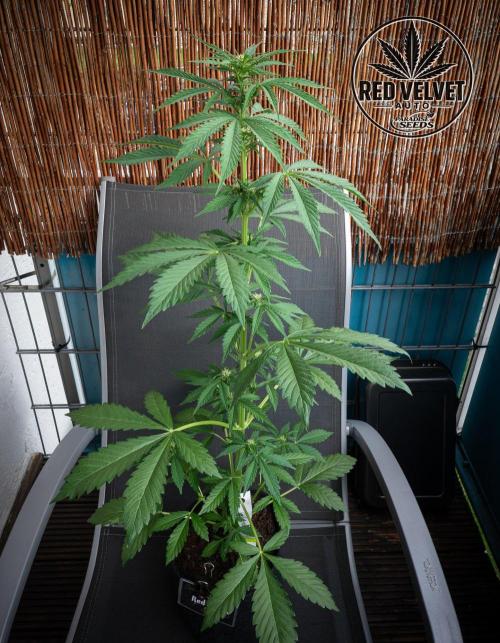 Red Velvet Auto - Paradise Seeds. Week 6