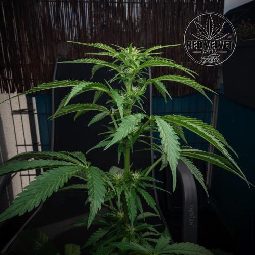 Red Velvet Auto - Paradise Seeds. Week 6