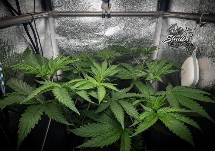 Studio Cherry - Wizard Trees. Week 5