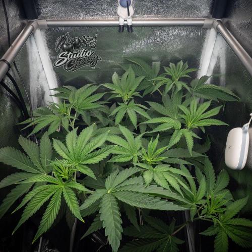 Studio Cherry - Wizard Trees. Week 5
