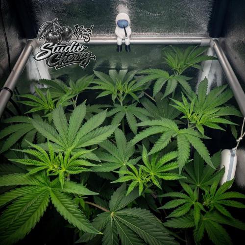 Studio Cherry - Wizard Trees. Week 5